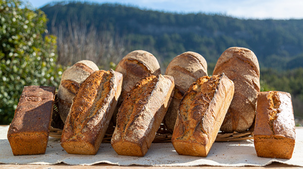 une boulangerie solaire
